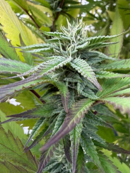 24 K Neverdone Biotabs. Week 23