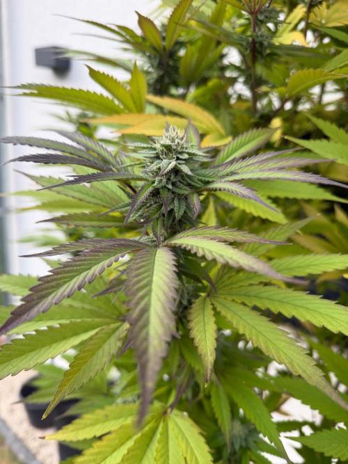 24 K Neverdone Biotabs. Week 23