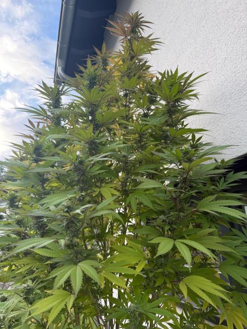 24 K Neverdone Biotabs. Week 23