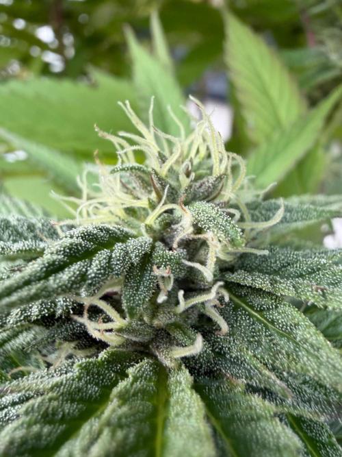 24 K Neverdone Biotabs. Week 23