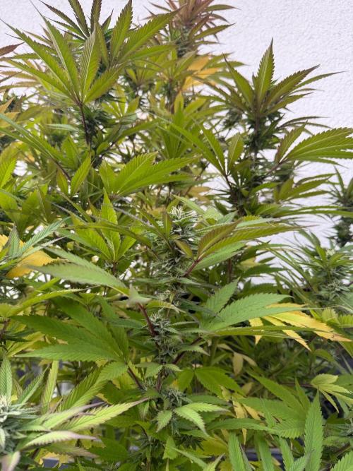 24 K Neverdone Biotabs. Week 23
