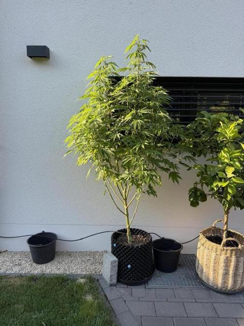 24 K Neverdone Biotabs. Week 15