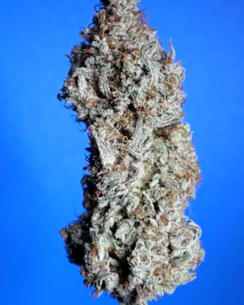 FROSTED GUAVA