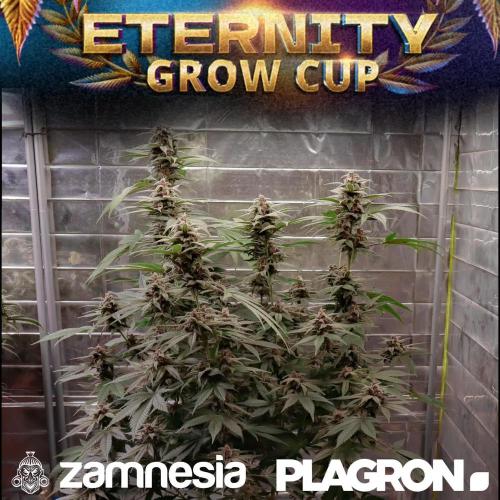 Runtz - Eternity Cup 2025
