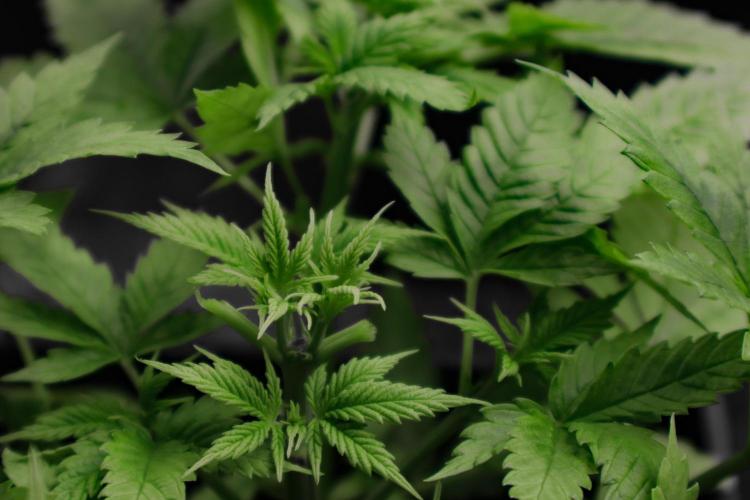 iHub-4AC. Week 4