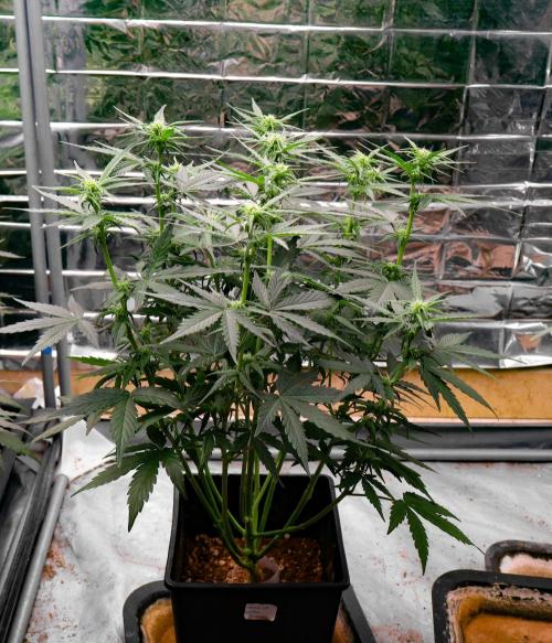 Break-up cake. Week 6