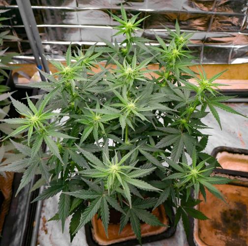 Break-up cake. Week 6