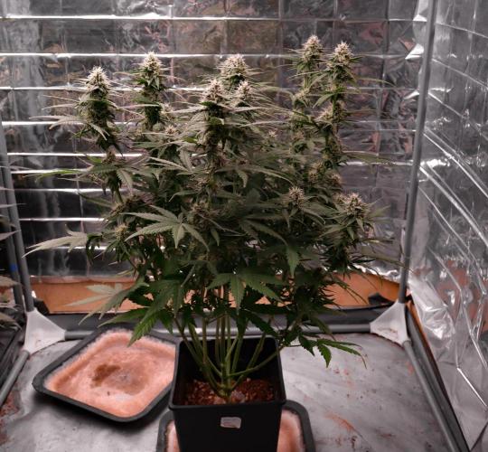 Break-up cake auto. Week 7