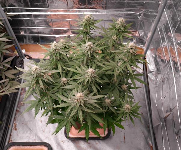 Break-up cake auto. Week 7