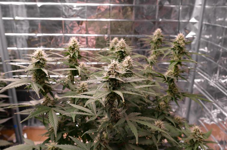 Break-up cake auto. Week 7