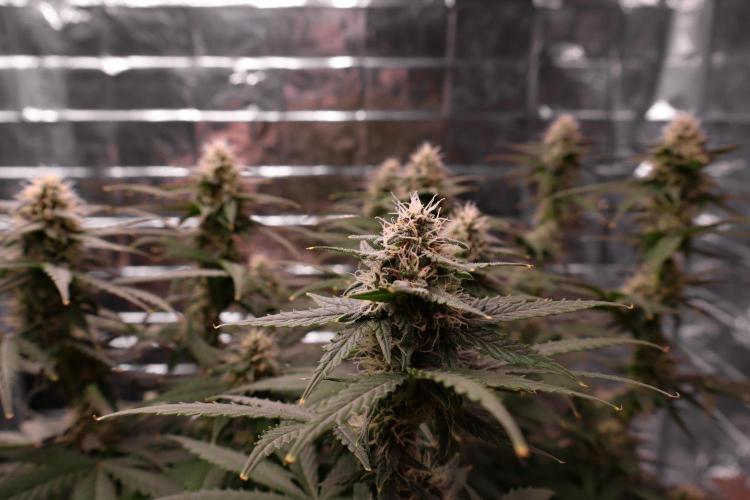 Break-up cake auto. Week 7