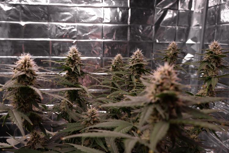 Break-up cake auto. Week 7
