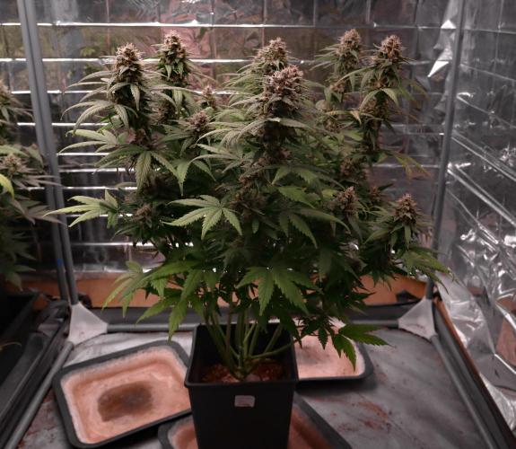 Break-up cake auto. Week 8