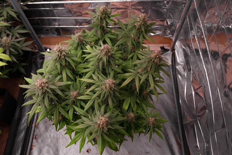 Break-up cake auto. Week 8