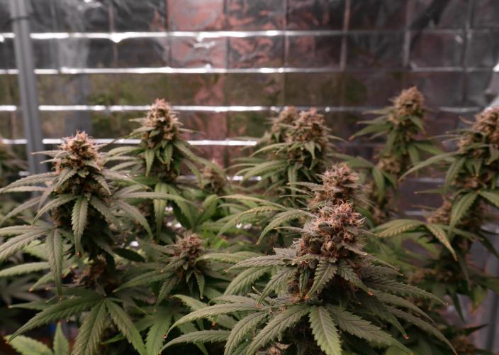 Break-up cake auto. Week 8