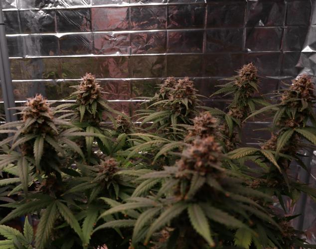 Break-up cake auto. Week 8