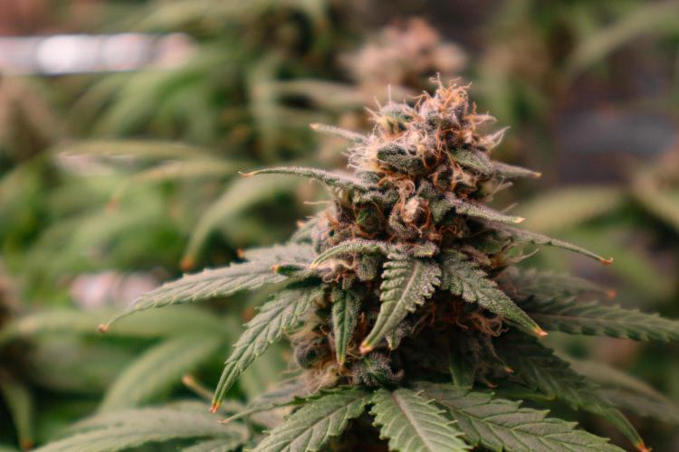 Break-up cake auto. Week 8