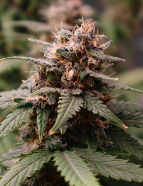 Break-up cake auto. Week 8
