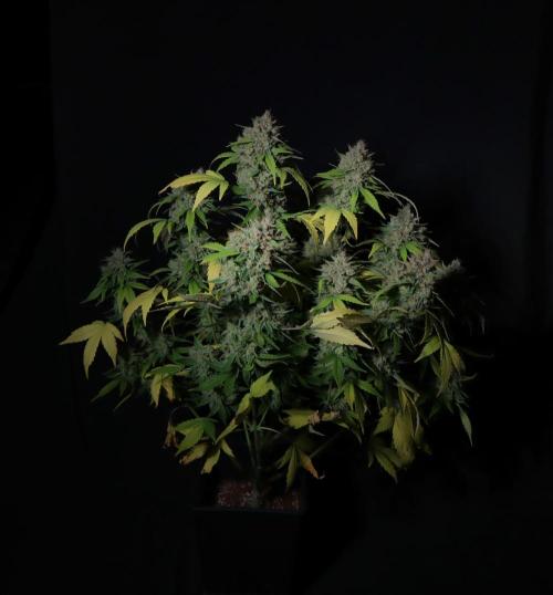 Break-up cake auto. Week 9