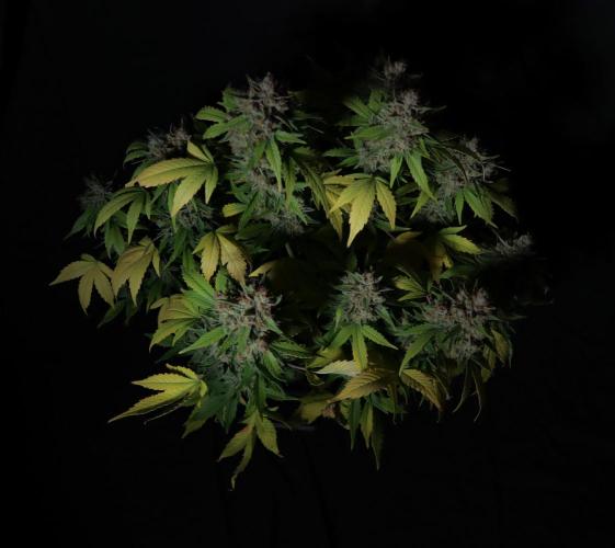 Break-up cake auto. Week 9