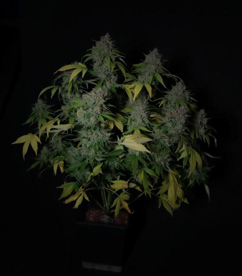Break-up cake auto. Week 9