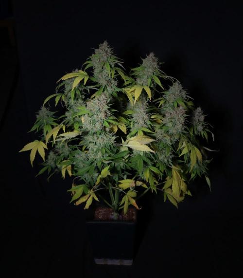 Break-up cake auto. Week 9