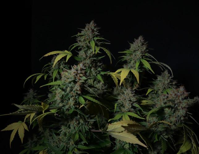 Break-up cake auto. Week 9