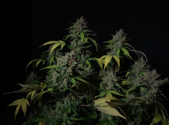 Break-up cake auto. Week 9