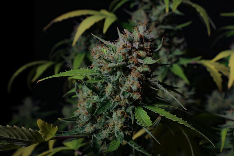Break-up cake auto. Week 9