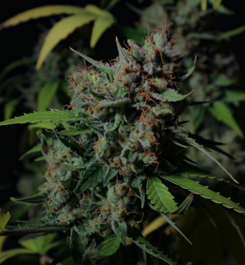 Break-up cake auto. Week 9