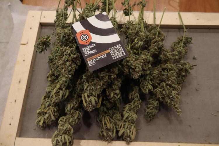 Break-up cake auto. Week 10