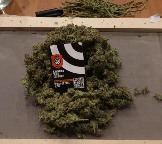Break-up cake auto. Week 10