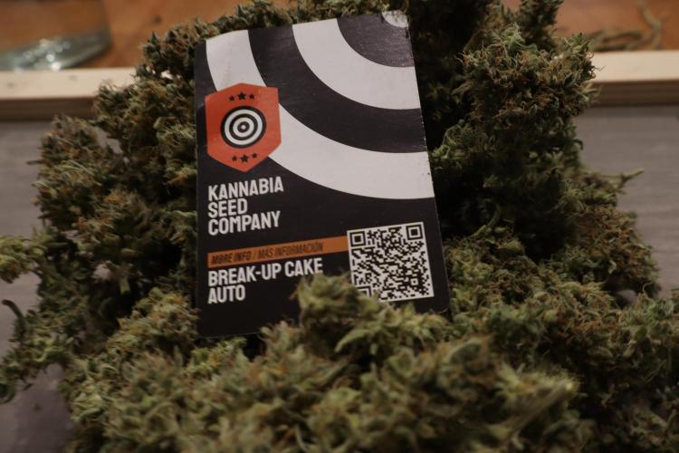 Break-up cake auto. Week 10