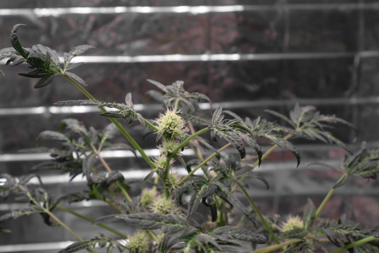 Freaky Ryder Autoreg. Week 6