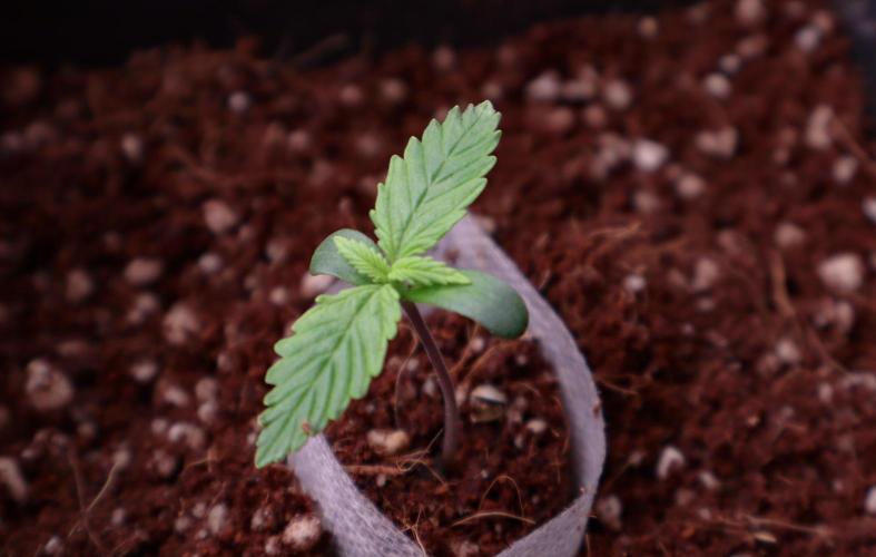 Dream Sherbet Auto. Week 1