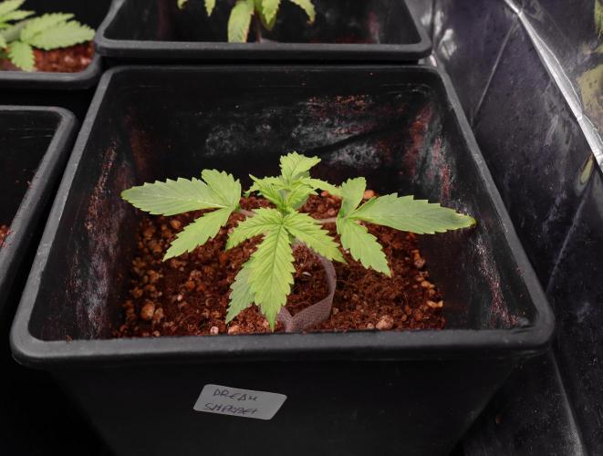 Dream Sherbet Auto. Week 2