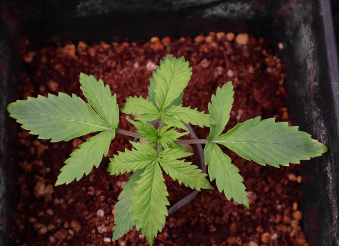 Dream Sherbet Auto. Week 2