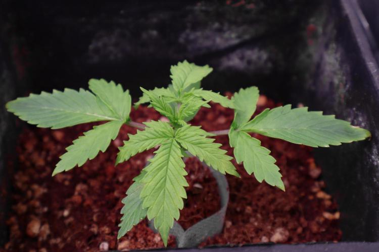 Dream Sherbet Auto. Week 2