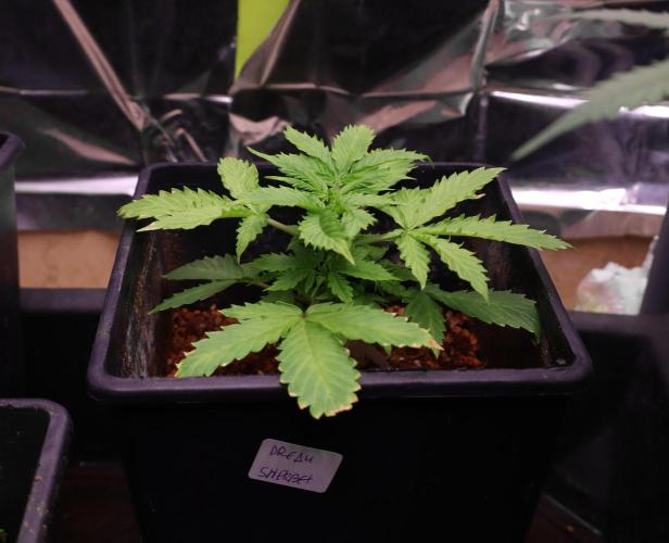 Dream Sherbet Auto. Week 3