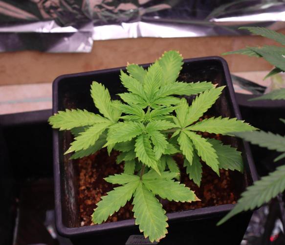 Dream Sherbet Auto. Week 3