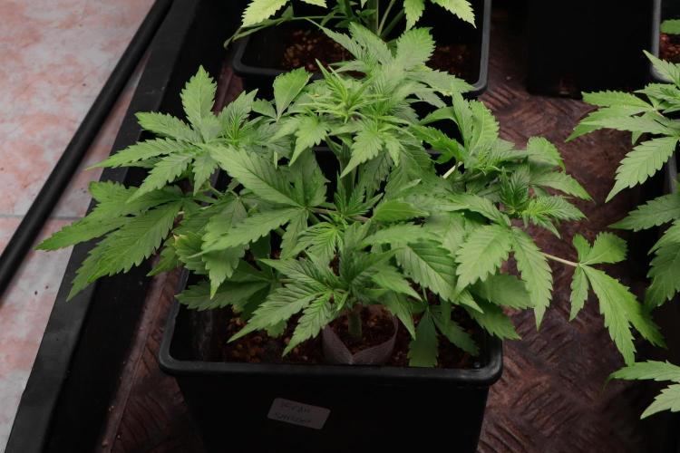 Dream Sherbet Auto. Week 4