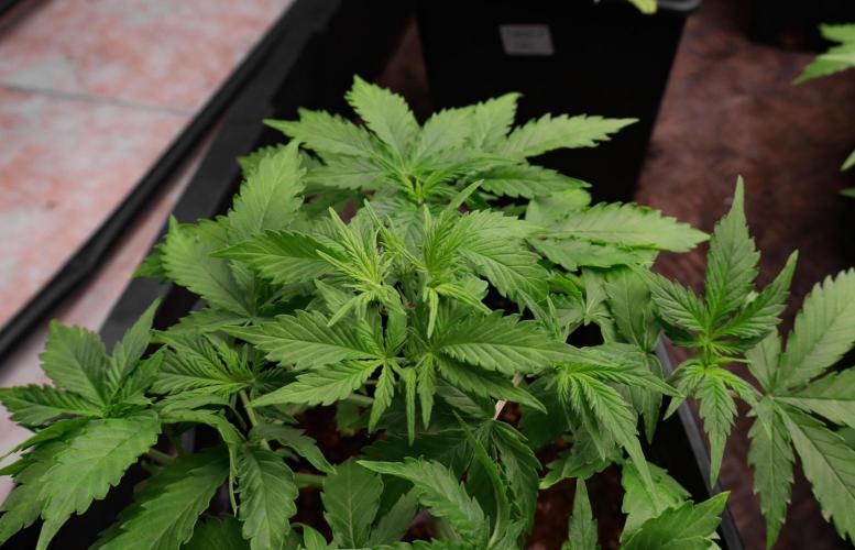 Dream Sherbet Auto. Week 4