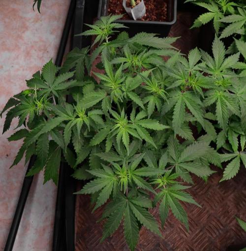 Dream Sherbet Auto. Week 5