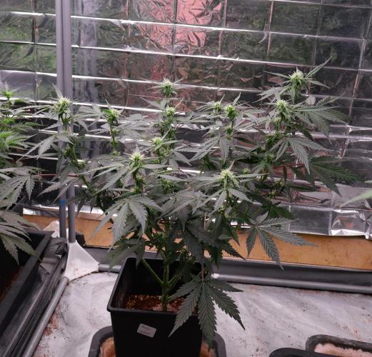 Dream Sherbet Auto. Week 6