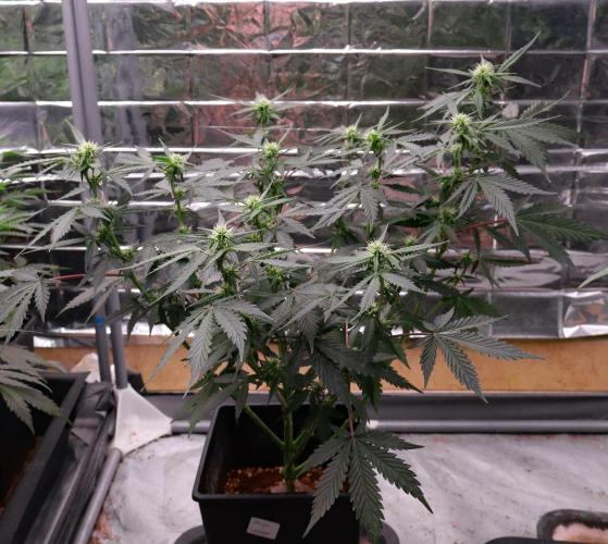 Dream Sherbet Auto. Week 6