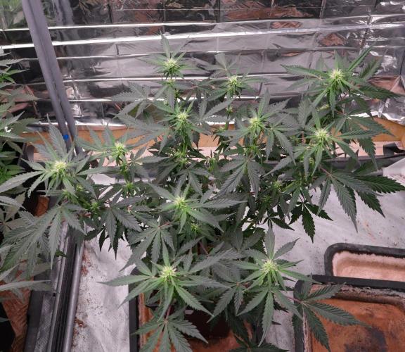 Dream Sherbet Auto. Week 6