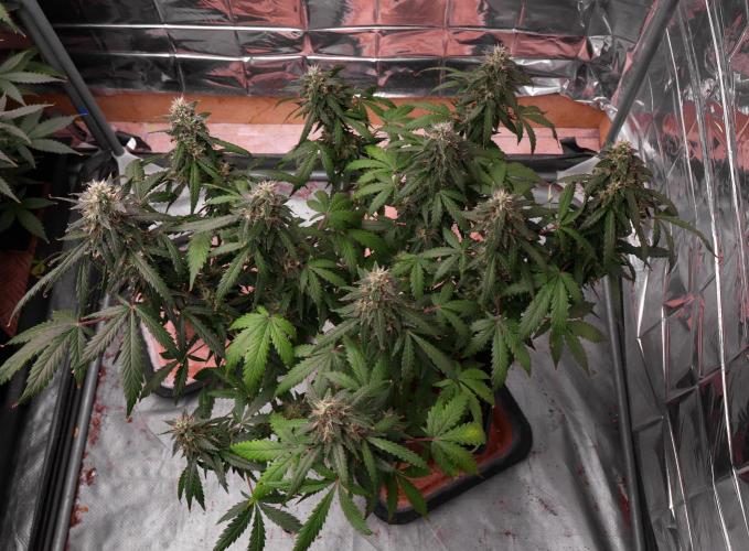 Dream Sherbet Auto. Week 7