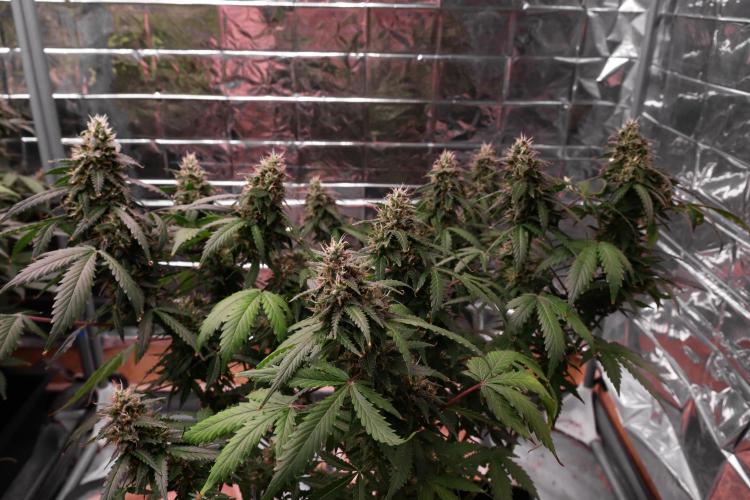 Dream Sherbet Auto. Week 7