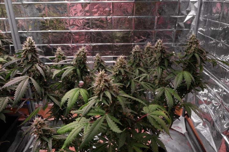 Dream Sherbet Auto. Week 7