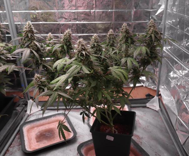 Dream Sherbet Auto. Week 7